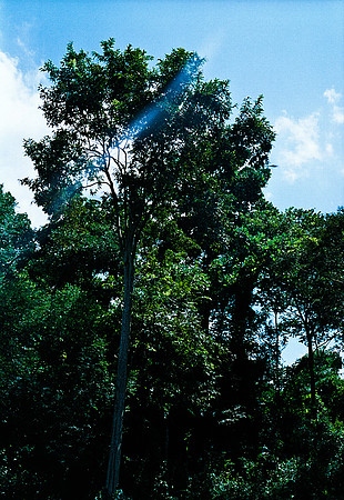FILM