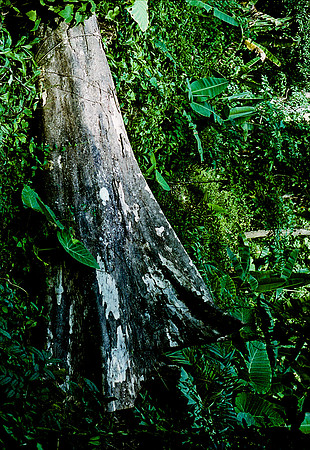 FILM