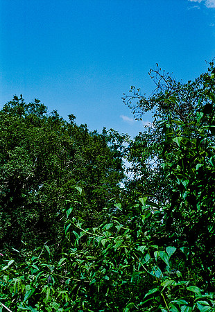 FILM