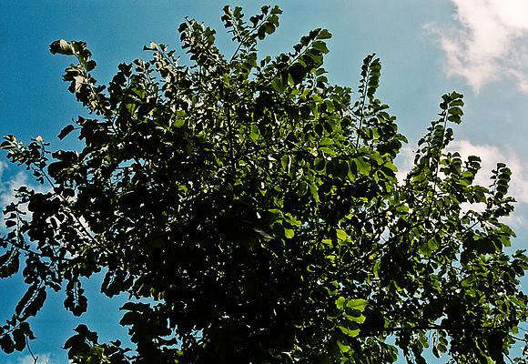 FILM