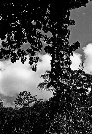 FILM