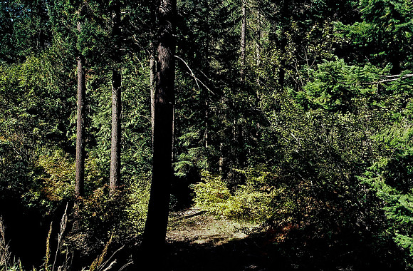 6054_USA_05_NORTH_CASCADES_NP_WASHINGTON_9.jpg