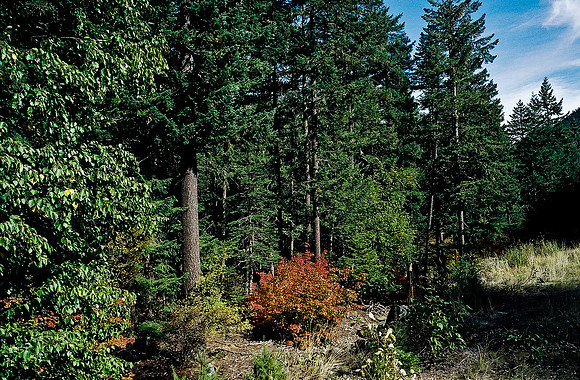 6054_USA_05_NORTH_CASCADES_NP_WASHINGTON_11.jpg