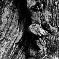 6069_FM_BW_WY_05_11