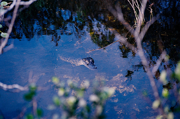 84694_EVERGLADES 33942R5__Azuley-R5-20A