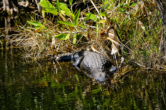 84673_ZV4N_1410_Everglades_Shark_Valley_FL_USA