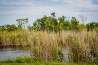 20080321_Sanibel_Island_FL_ZV4N6640