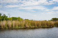 20080321_Sanibel_Island_FL_ZV4N6644