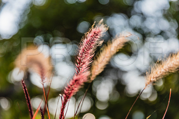 20150906_Bar_Harbor_075A8109