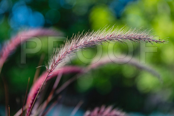 20150906_Bar_Harbor_075A8124