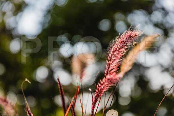 20150906_Bar_Harbor_075A8120