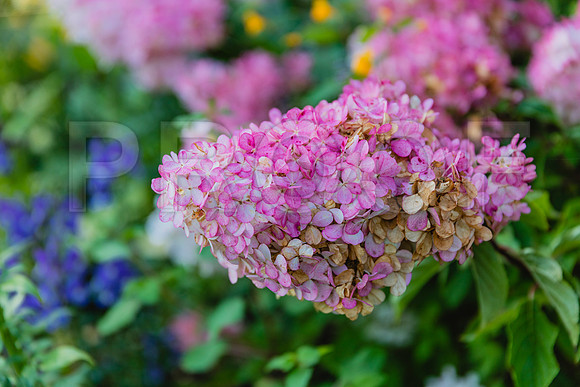 20150906_Bar_Harbor_075A8105