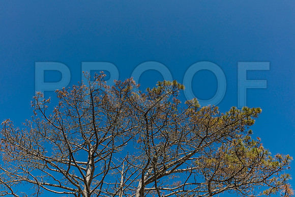 20150907_Bar_Harbor_075A8248