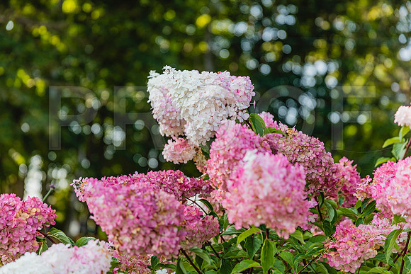 20150906_Bar_Harbor_075A8103