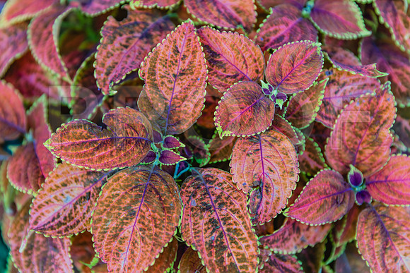 20150907_Bar_Harbor_075A8258