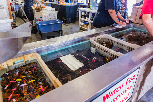 20150907_Bar_Harbor_075A8206