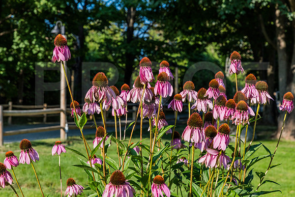 20150906_Bar_Harbor_075A8017