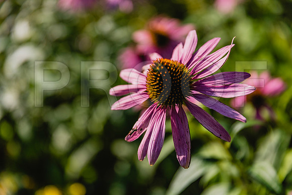 20150906_Bar_Harbor_075A8126