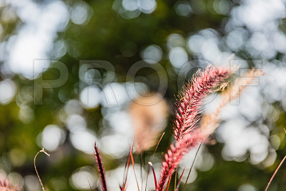 20150906_Bar_Harbor_075A8113