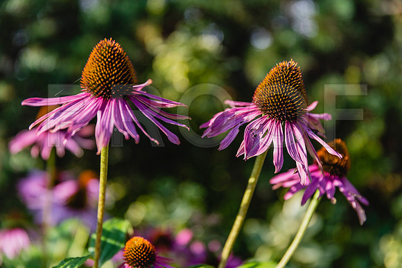 20150906_Bar_Harbor_075A8130