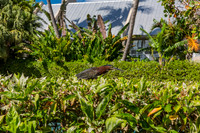 20140421_Key_West_9C7C0887