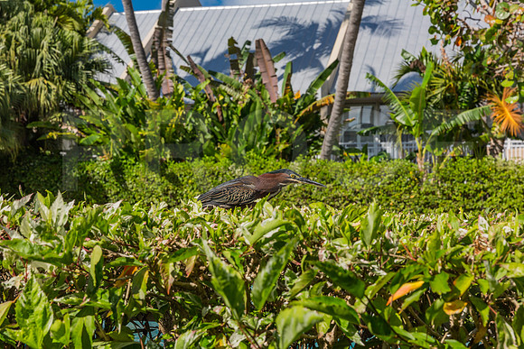 20140421_Key_West_9C7C0887
