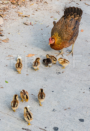 20140422_Key_West_9C7C1359