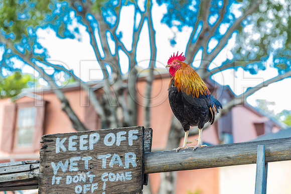 20140422_Key_West_9C7C1303