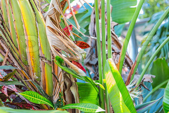 20140422_Key_West_9C7C1648