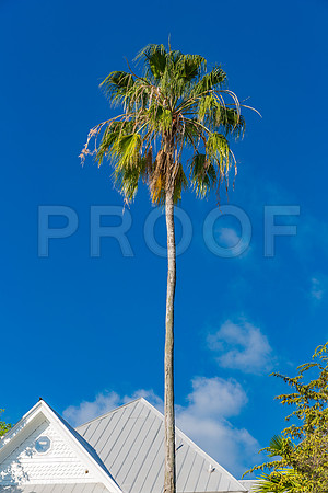 20140423_Key_West_9C7C1841
