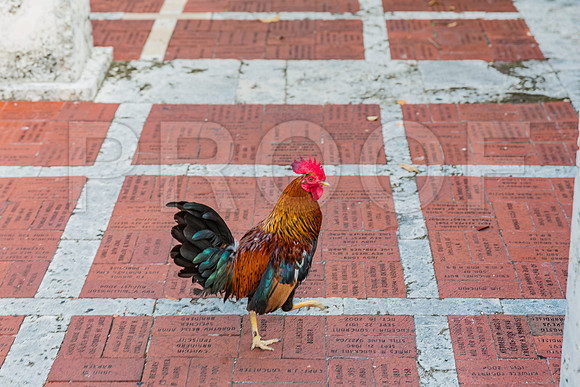 20140422_Key_West_9C7C1268