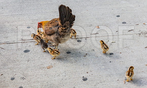 20140422_Key_West_9C7C1353