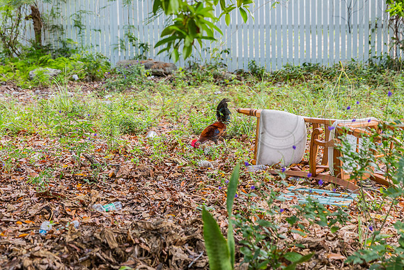 20140422_Key_West_9C7C1452