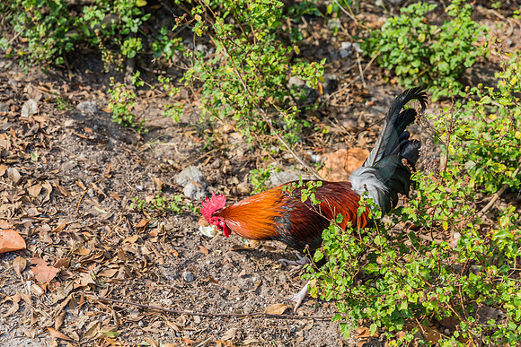 20140422_Key_West_9C7C1352
