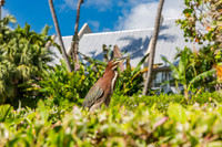 20140421_Key_West_9C7C0897