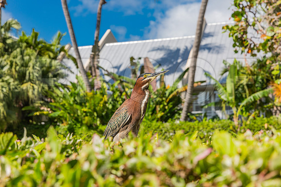 20140421_Key_West_9C7C0897