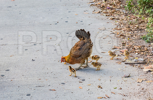 20140422_Key_West_9C7C1343