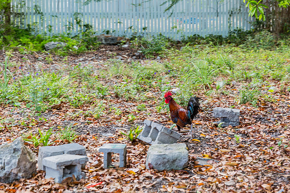 20140422_Key_West_9C7C1454