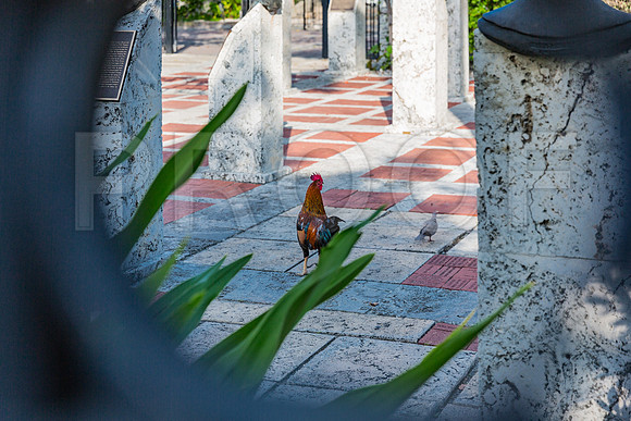 20140422_Key_West_9C7C1261