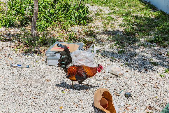 20140422_Key_West_9C7C1655