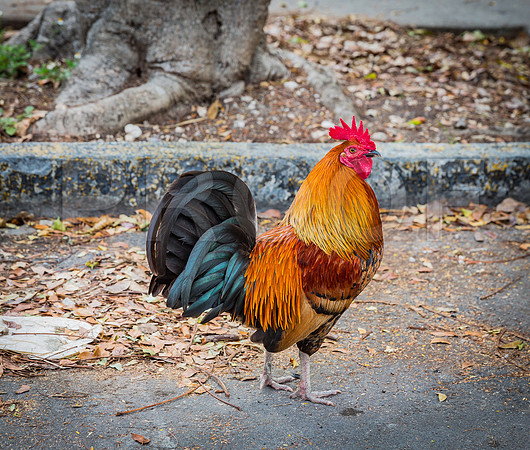 20140422_Key_West_9C7C1735