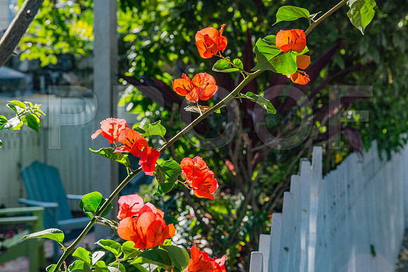 20140422_Key_West_9C7C1330