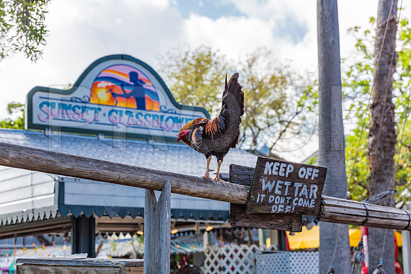 20140422_Key_West_9C7C1276