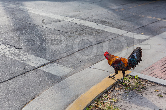20140422_Key_West_9C7C1338