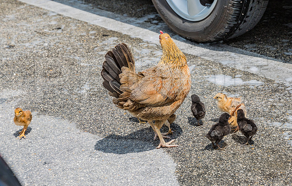 20140422_Key_West_9C7C1709
