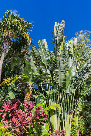 20140421_Key_West_9C7C0880