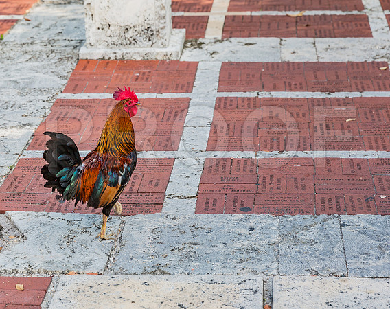 20140422_Key_West_9C7C1264