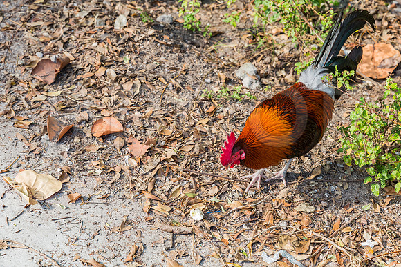 20140422_Key_West_9C7C1347