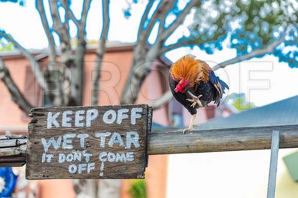20140422_Key_West_9C7C1293