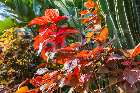 20140423_Key_West_9C7C1828